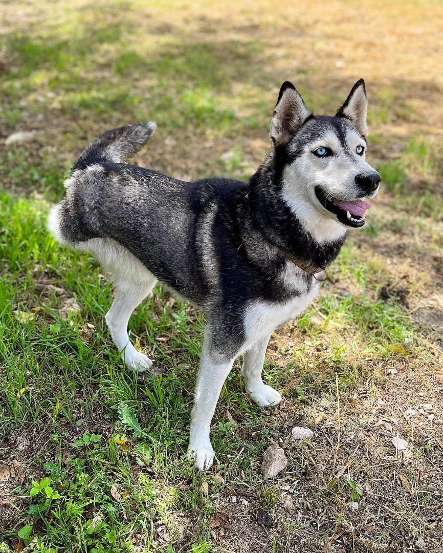 Enlarge Bailey, a Adoptable Siberian Husky in Sugar Land, TX image 1/6