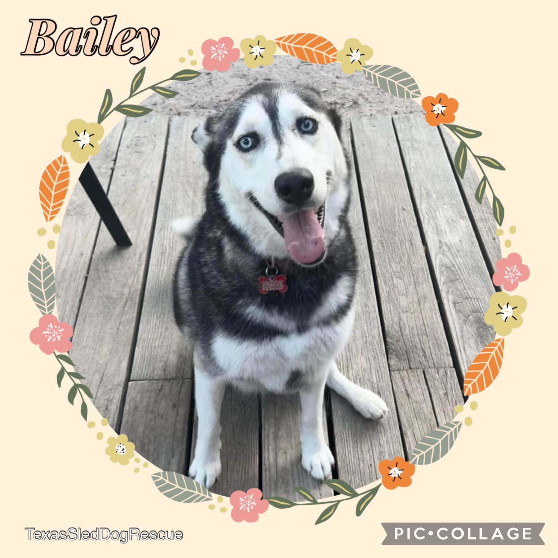 Bailey photo 3