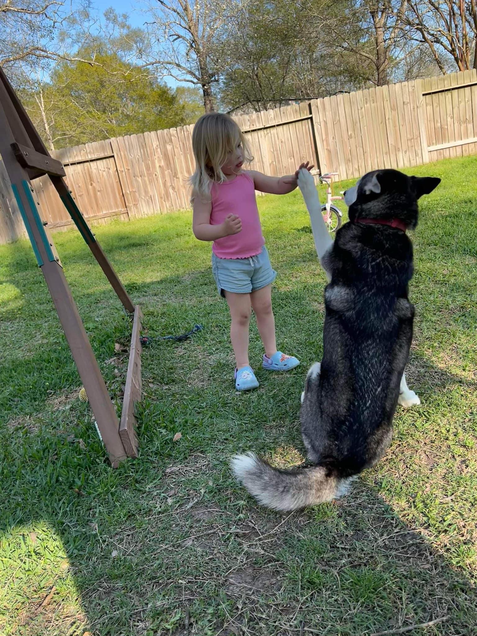Enlarge Bailey, a Adoptable Siberian Husky in Sugar Land, TX image 3/6