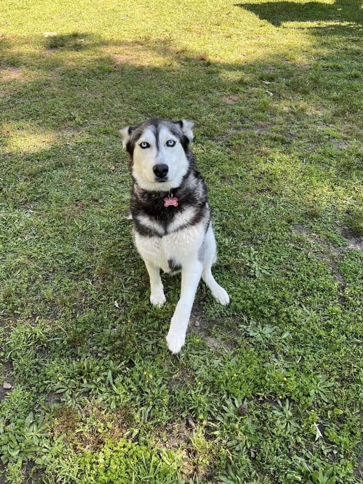 Enlarge Bailey, a Adoptable Siberian Husky in Sugar Land, TX image 4/6