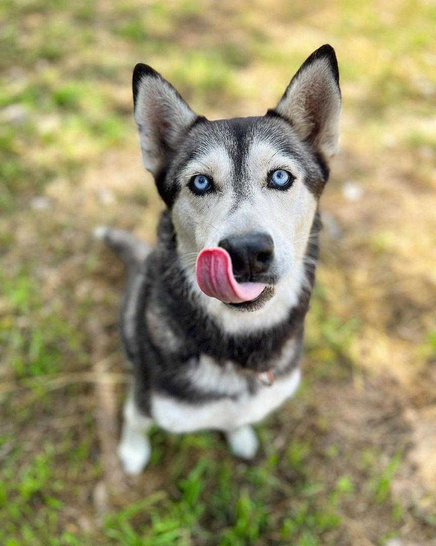 Enlarge Bailey, a Adoptable Siberian Husky in Sugar Land, TX image 5/6