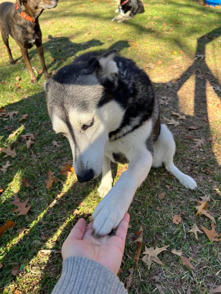 Enlarge Bailey, a Adoptable Siberian Husky in Sugar Land, TX image 6/6