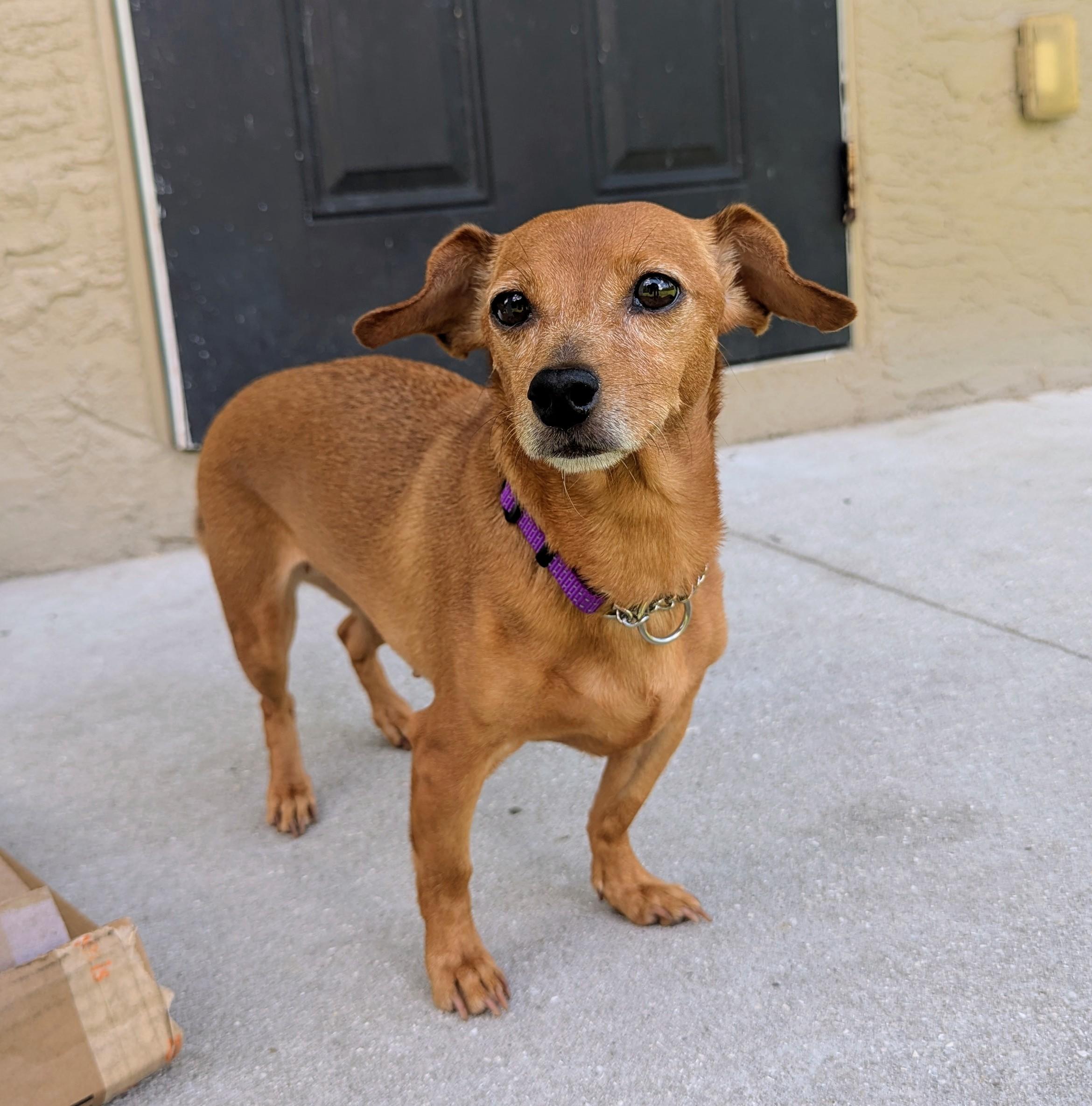 Enlarge Mary Kate, an adoptable mixed breed in Punta Gorda , FL image 1/3