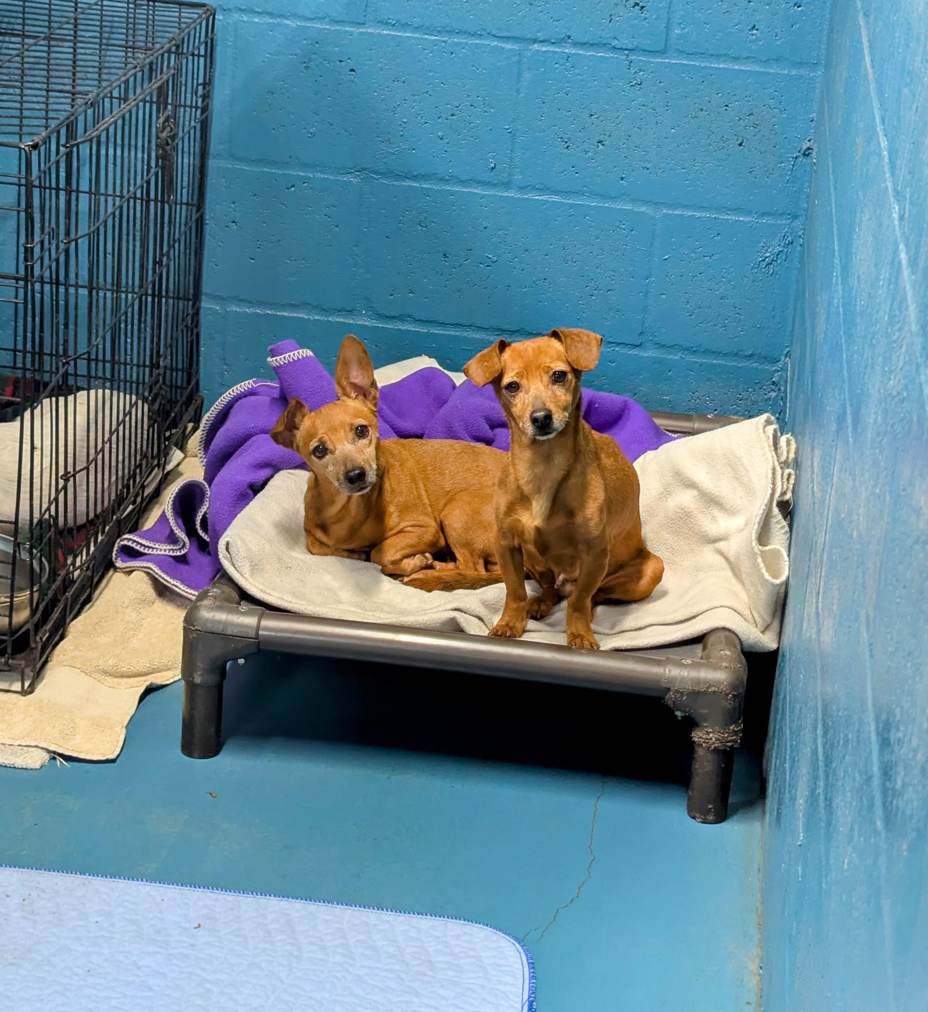 Enlarge Mary Kate, an adoptable mixed breed in Punta Gorda , FL image 3/3