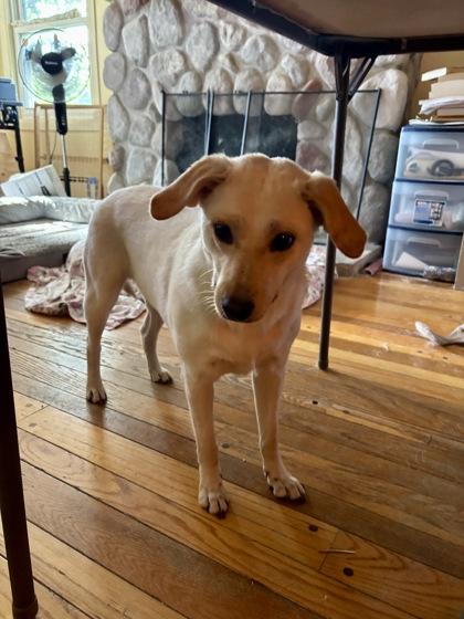 Zena, a Adoptable mixed breed in Elk Grove Village, IL image 1/3