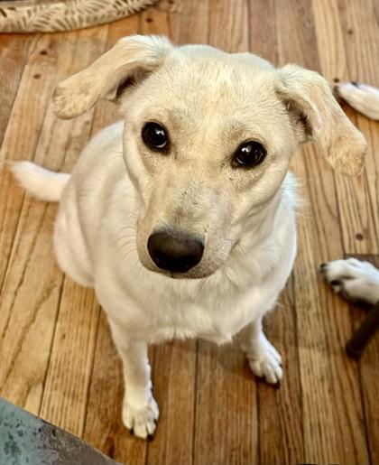 Zena, a Adoptable mixed breed in Elk Grove Village, IL image 2/3