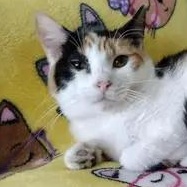 Enlarge Cali ~ Adopted 1/24/26, an adopted Calico in Livonia, MI image 1/3