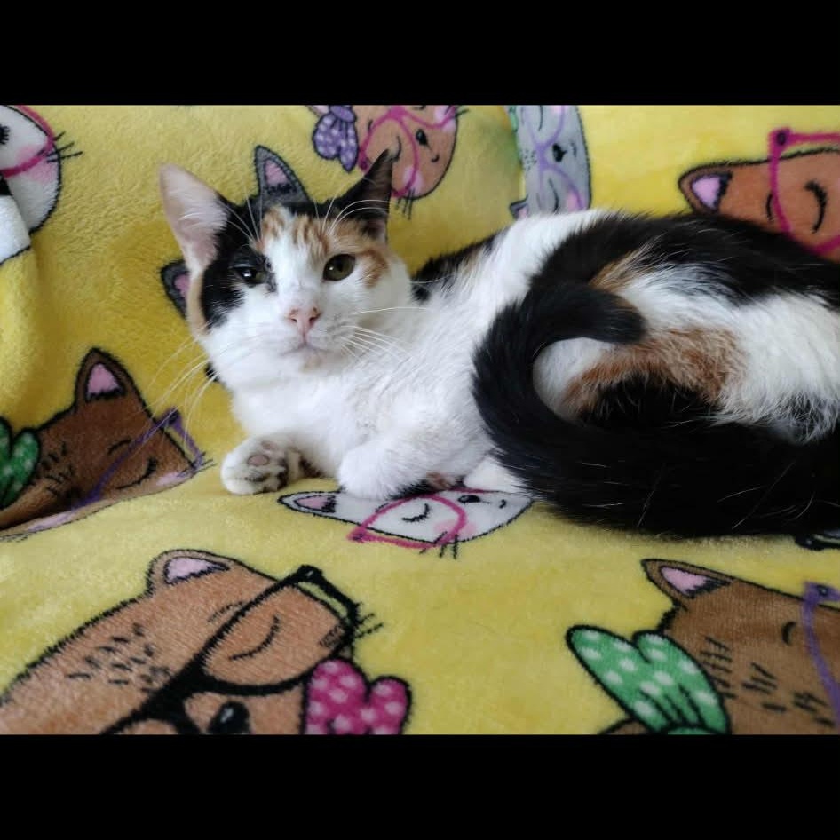 Enlarge Cali ~ Adopted 1/24/26, an adopted Calico in Livonia, MI image 2/3
