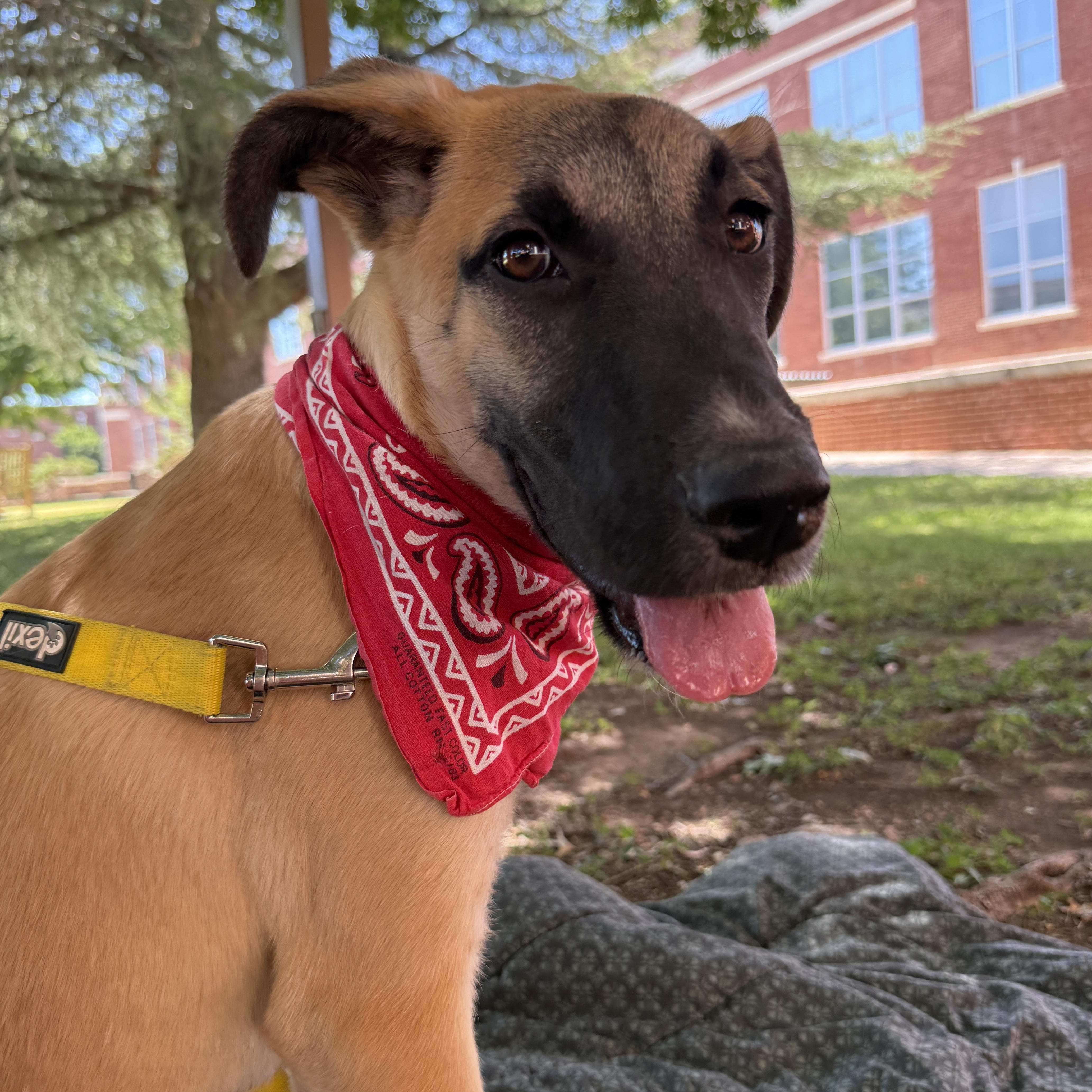 Girlipop, Adoptable, Puppy Female Shepherd.