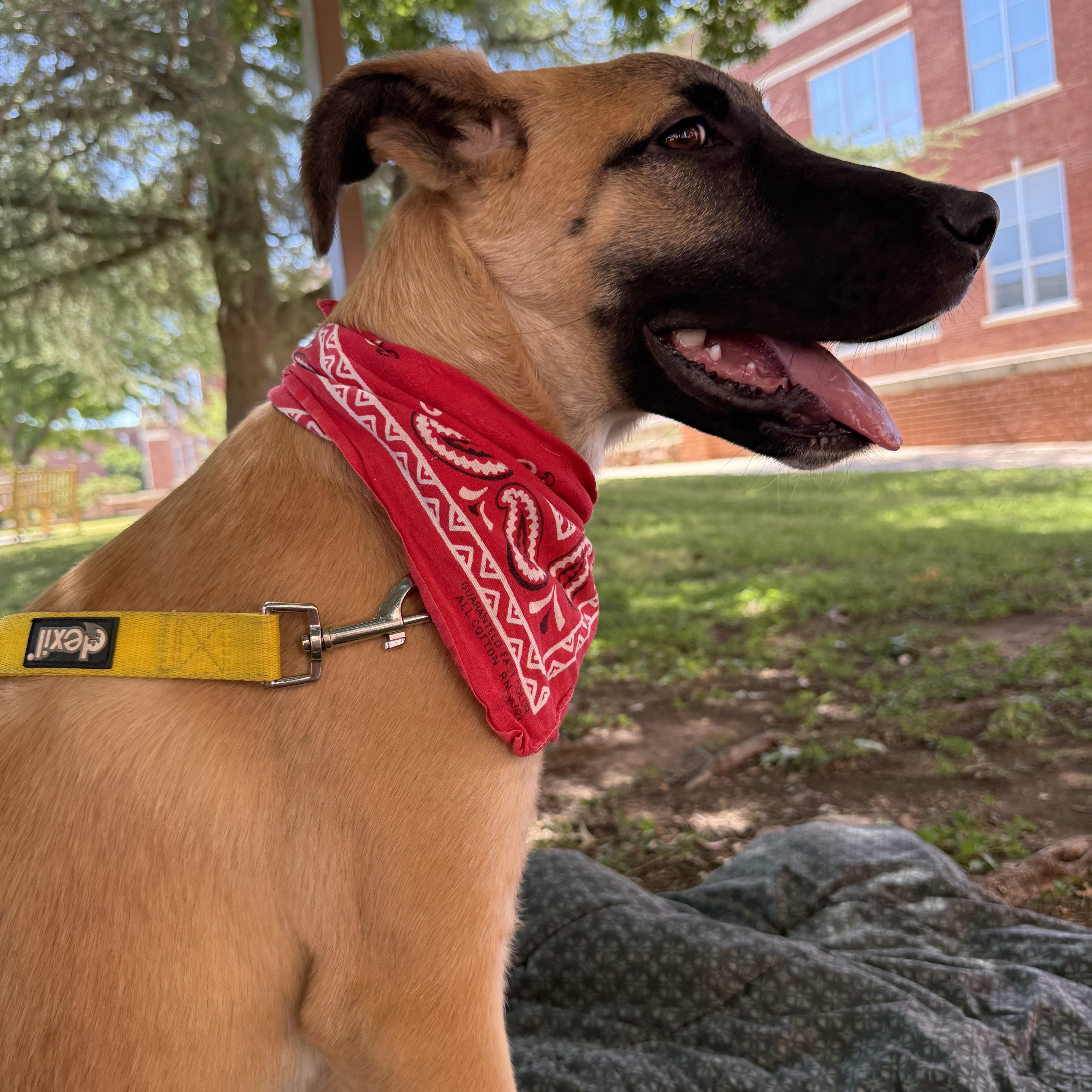 Enlarge Girlipop, a Adoptable mixed breed in Marfa, TX image 6/6