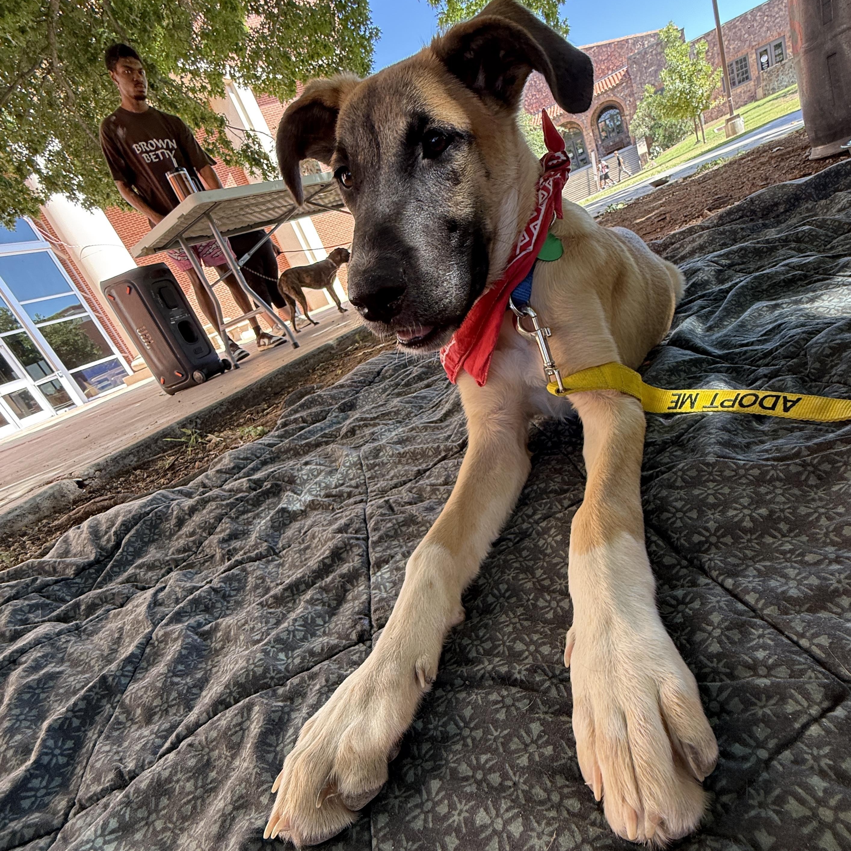 Enlarge Girlipop, a Adoptable mixed breed in Marfa, TX image 3/6