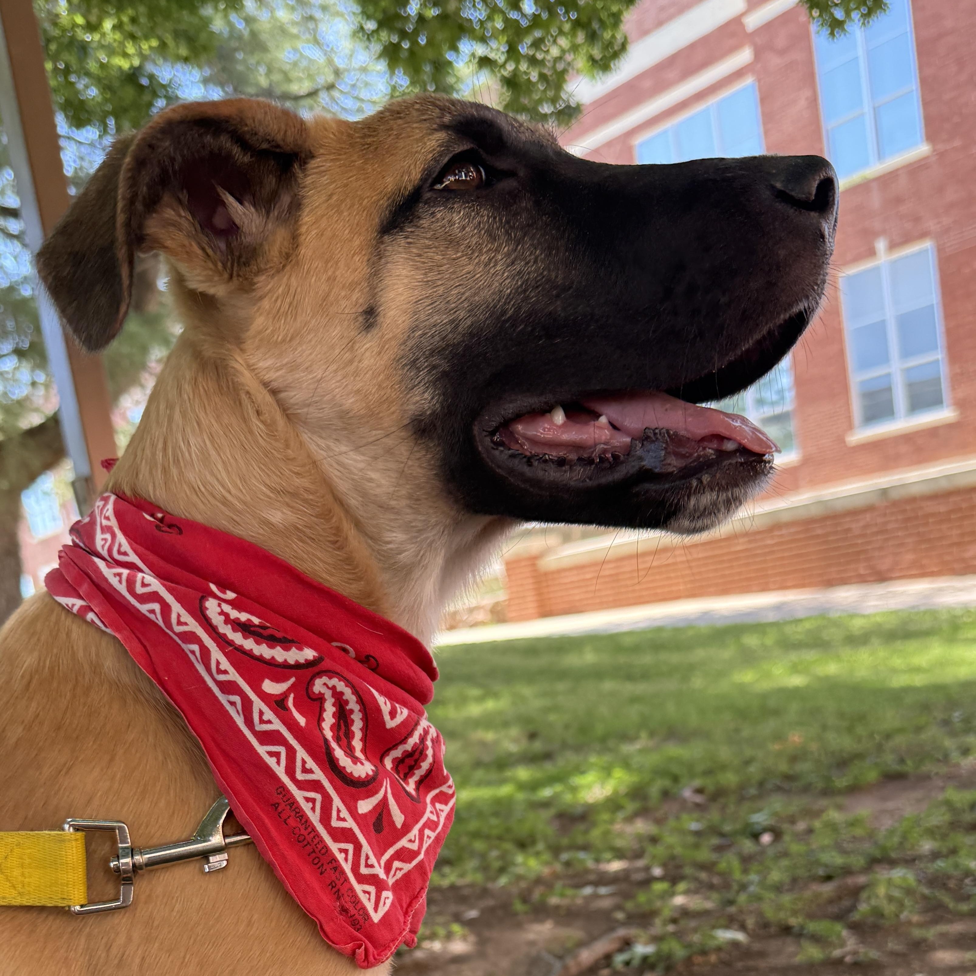 Enlarge Girlipop, a Adoptable mixed breed in Marfa, TX image 4/6