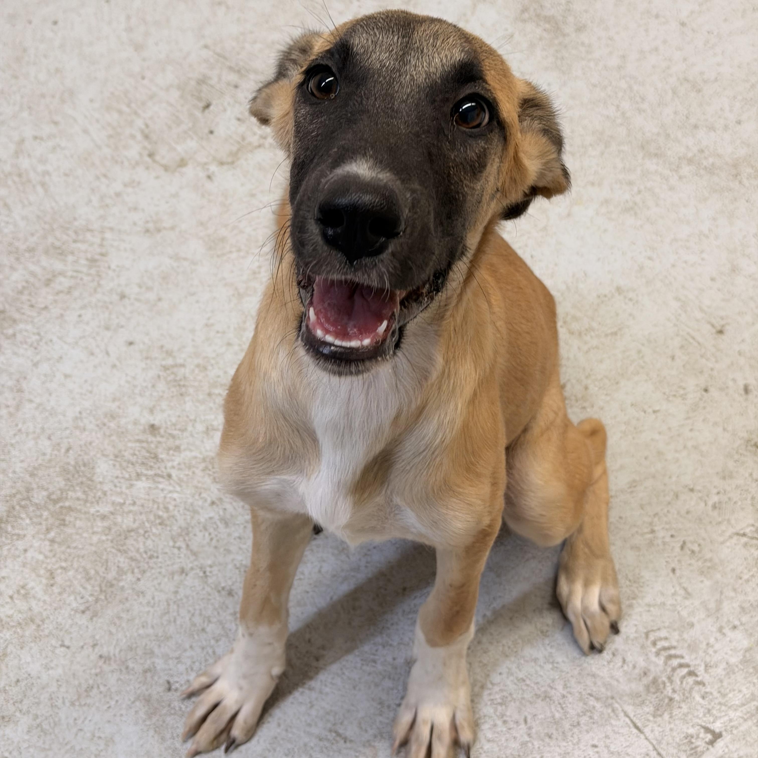Enlarge Girlipop, a Adoptable mixed breed in Marfa, TX image 2/6