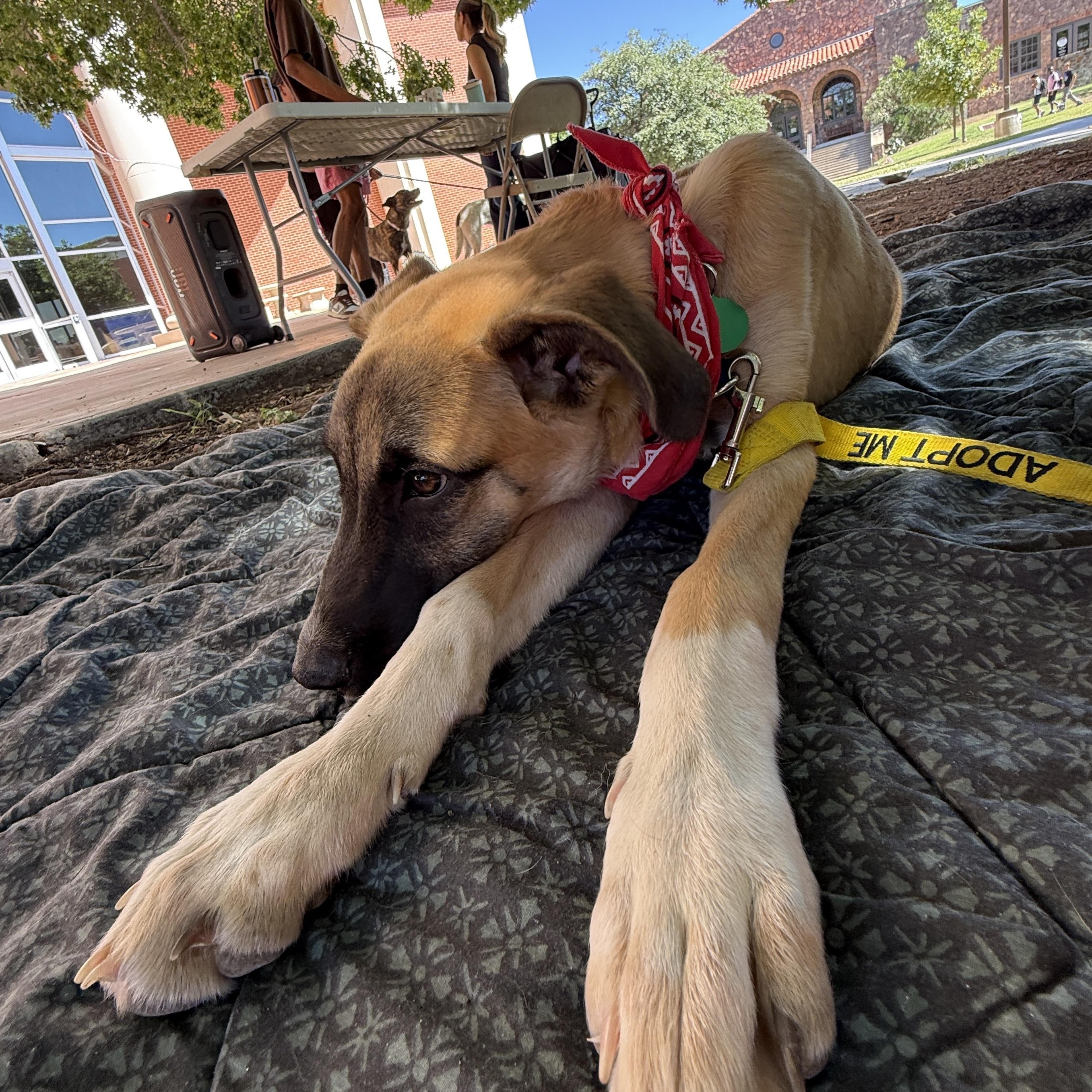 Enlarge Girlipop, a Adoptable mixed breed in Marfa, TX image 5/6