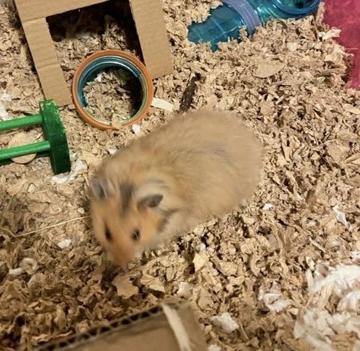Hammy Houdini, Adopted, Baby Male Hamster.