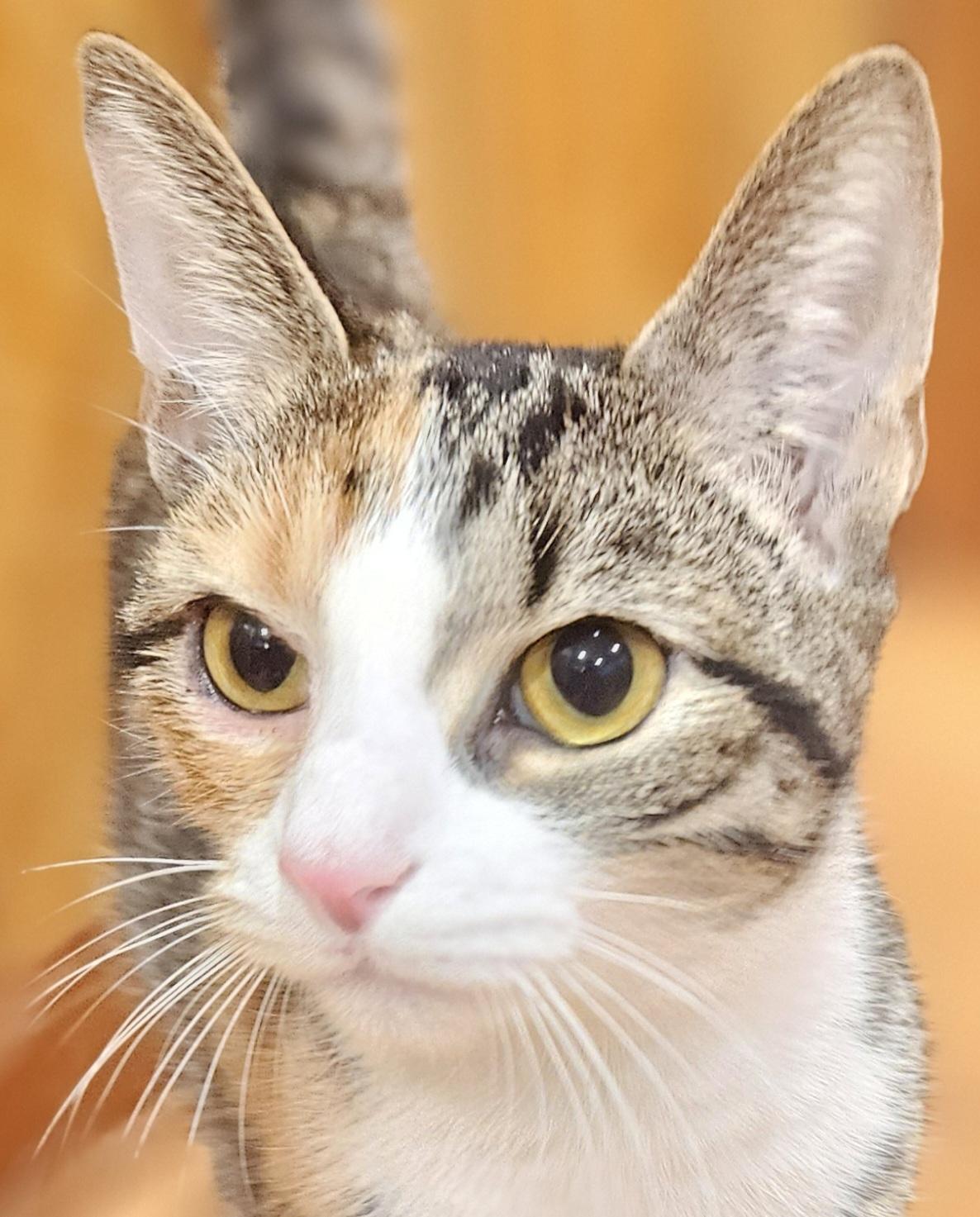 Enlarge Skittles, a ADOPTABLE mixed breed in Berlin, CT image 1/1