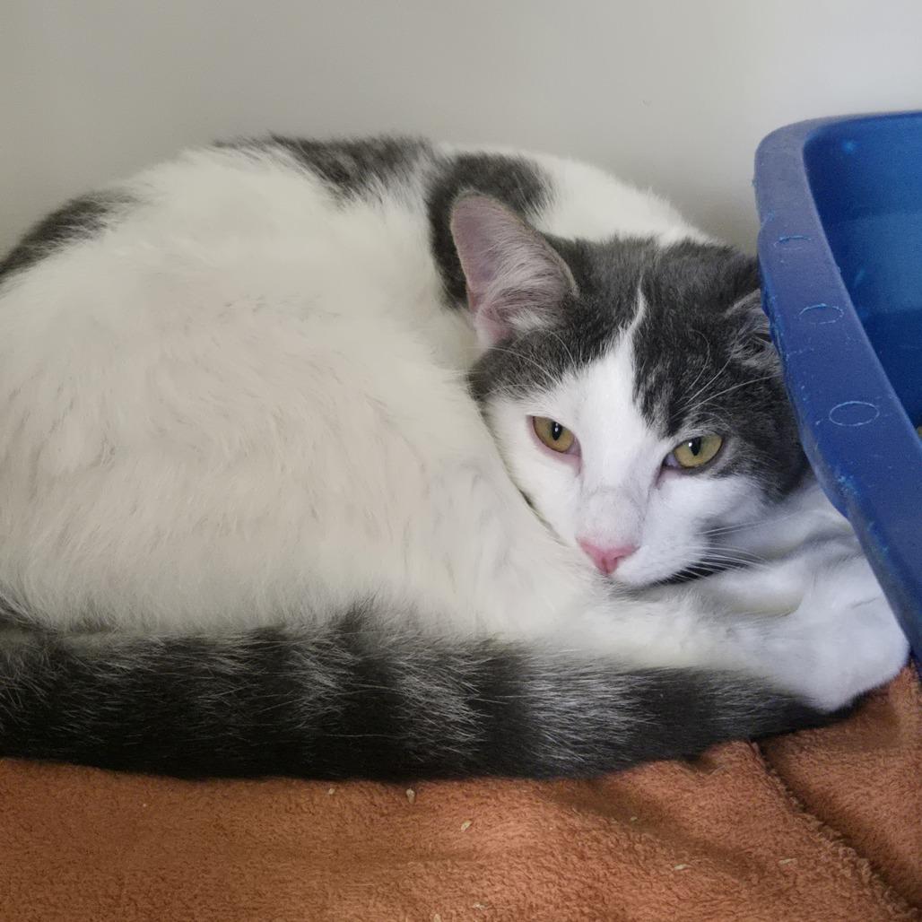 Enlarge Coal 26-272, a Adoptable Domestic Short Hair in Tawas City, MI image 1/1