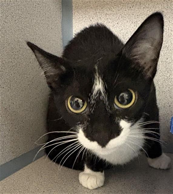 PUFFIN, Adoptable, Young Female Domestic Short Hair.