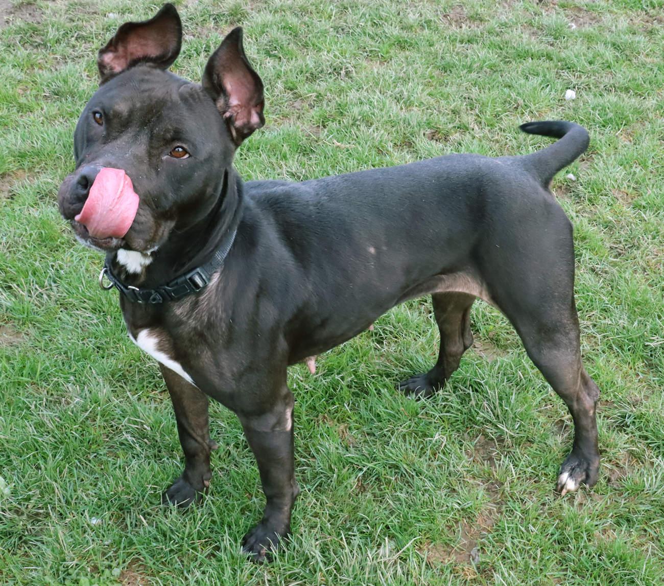 Cherry, a Adoptable mixed breed in Euclid, OH image 4/6