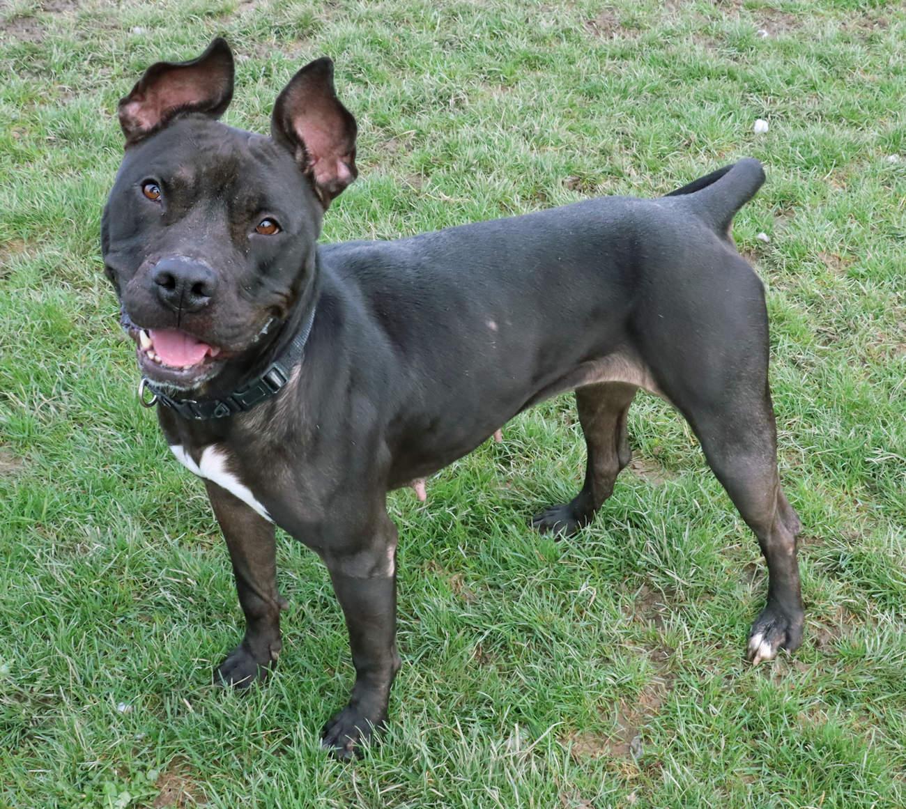 Cherry, a Adoptable mixed breed in Euclid, OH image 5/6