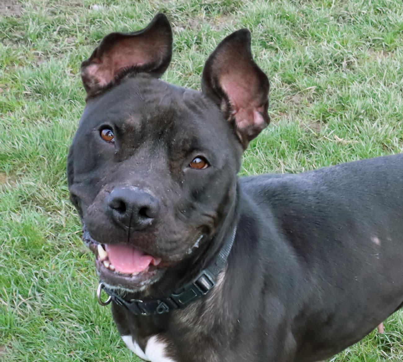 Cherry, Adoptable, Adult Female Pit Bull Terrier.