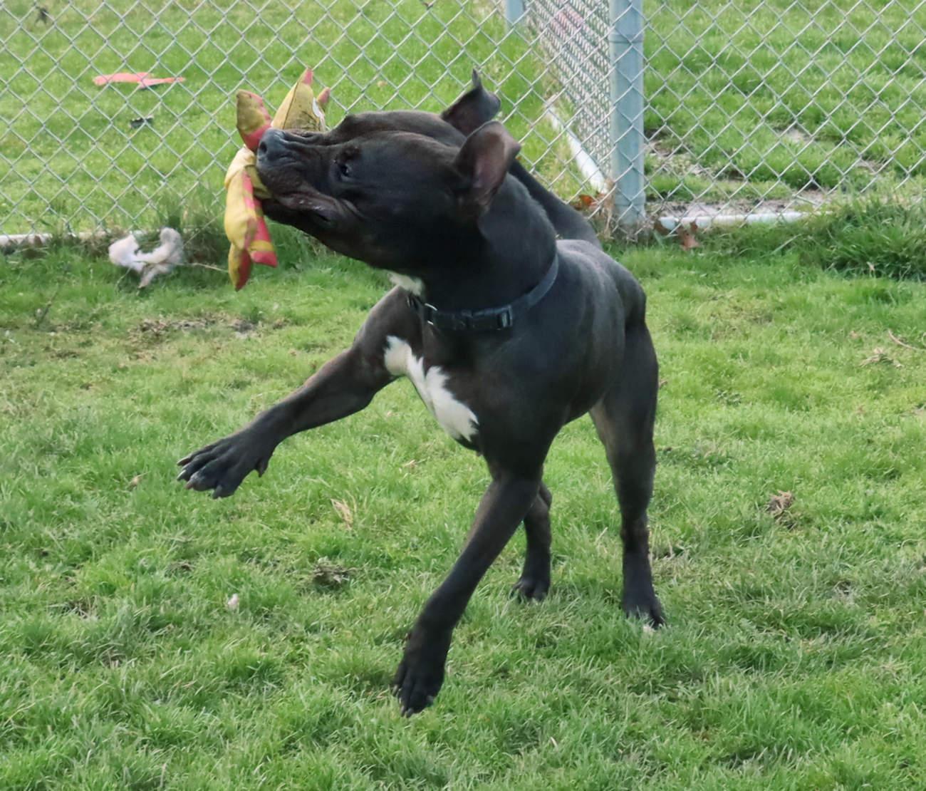 Cherry, a Adoptable mixed breed in Euclid, OH image 6/6