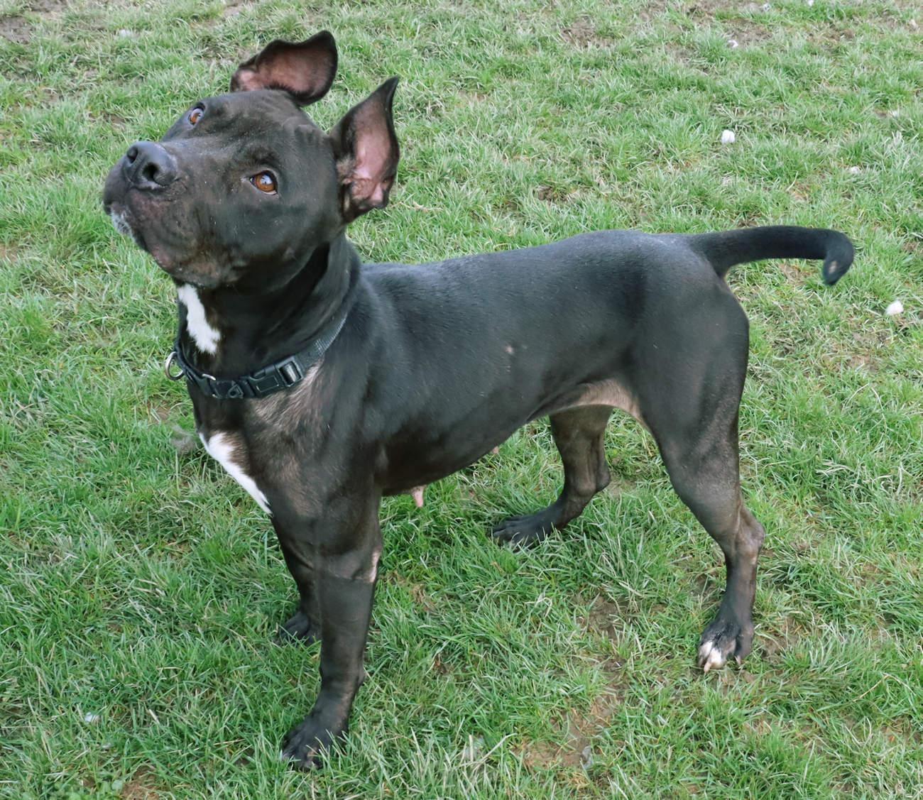 Cherry, a Adoptable mixed breed in Euclid, OH image 3/6