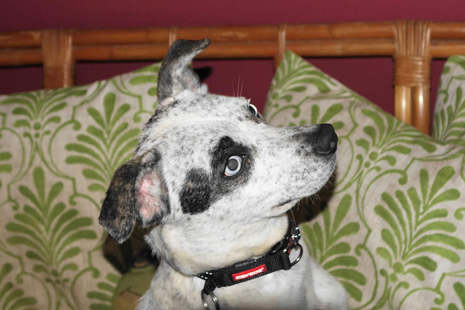 Samantha, Adoptable, Young Female Mixed Breed.