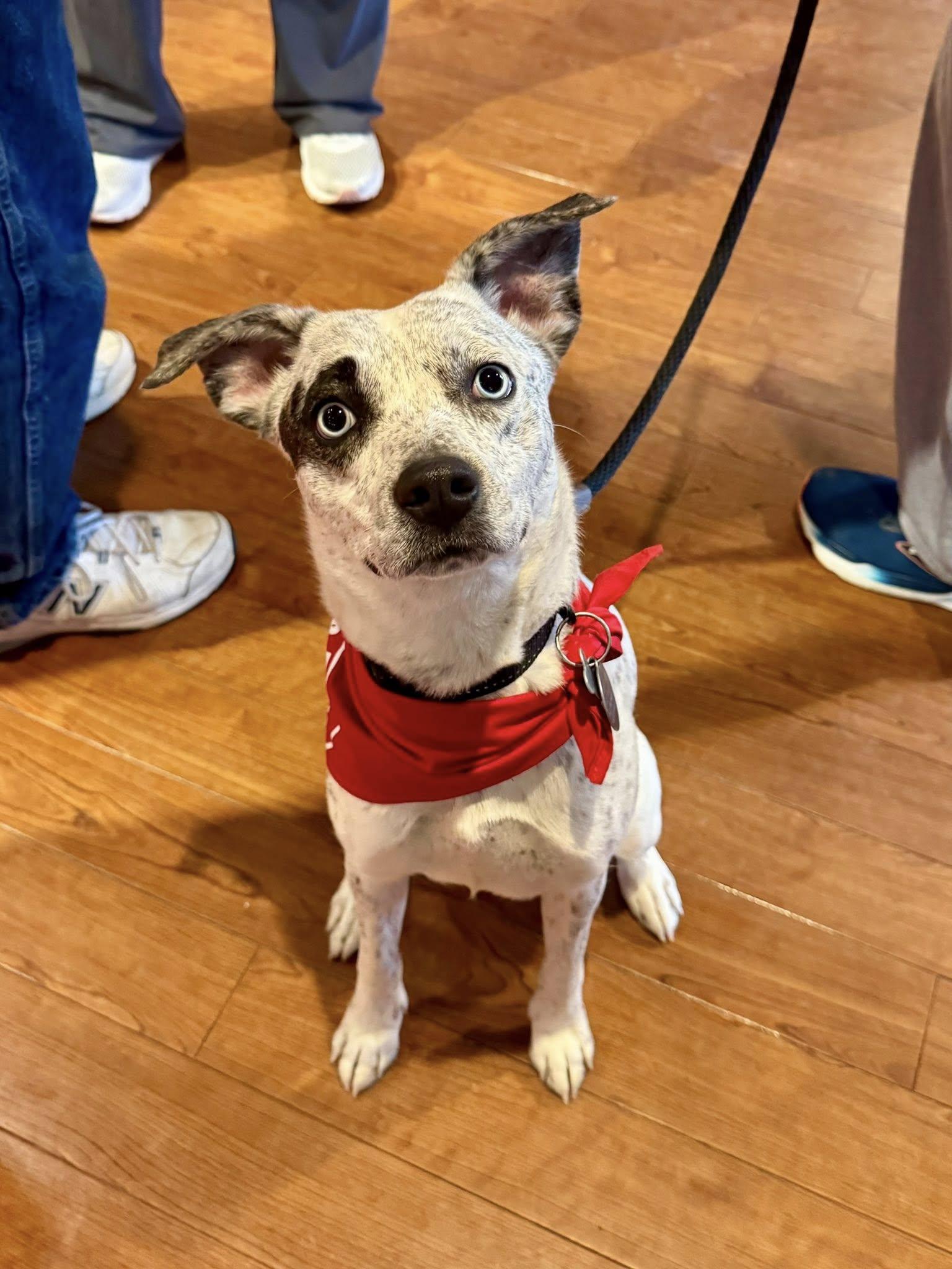 Enlarge Samantha, a Adoptable Mixed Breed in Doylestown, PA image 3/3