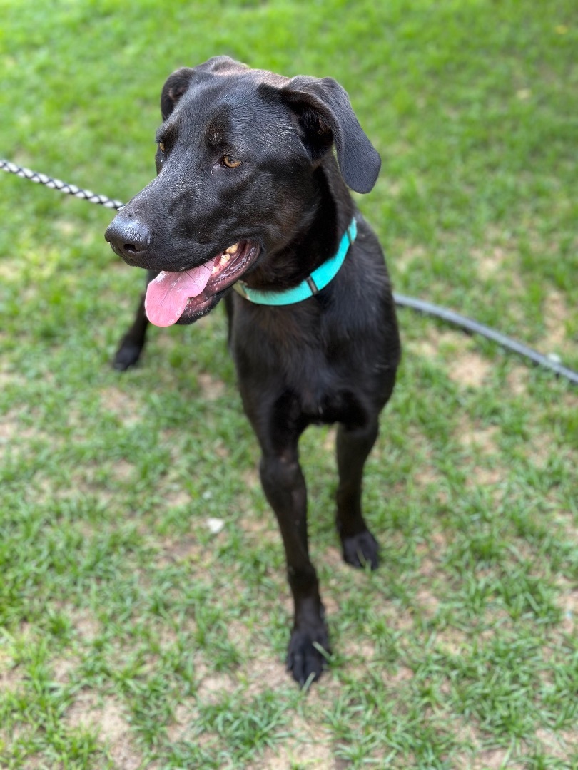 Enlarge Nugget, a Adopted mixed breed in South Lake Tahoe, CA image 1/10