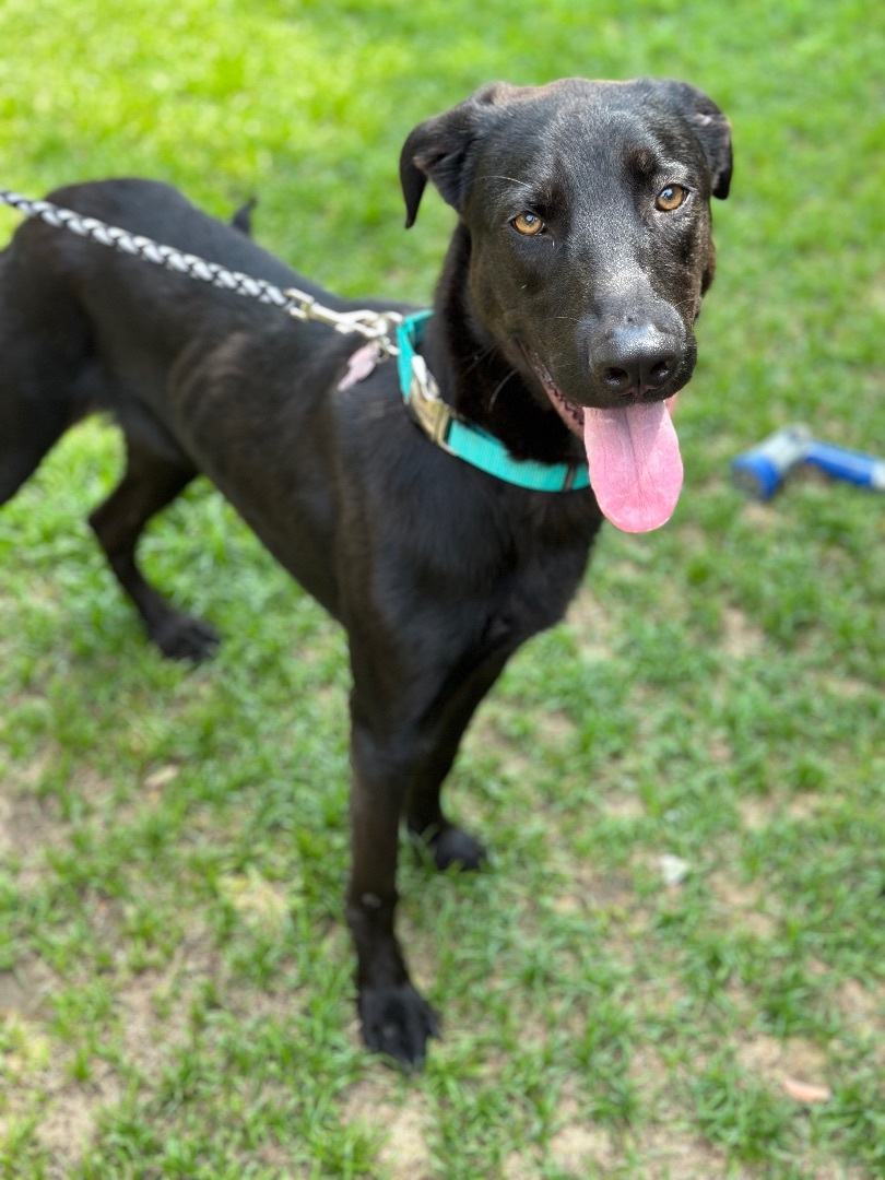 Enlarge Nugget, a Adopted mixed breed in South Lake Tahoe, CA image 2/10
