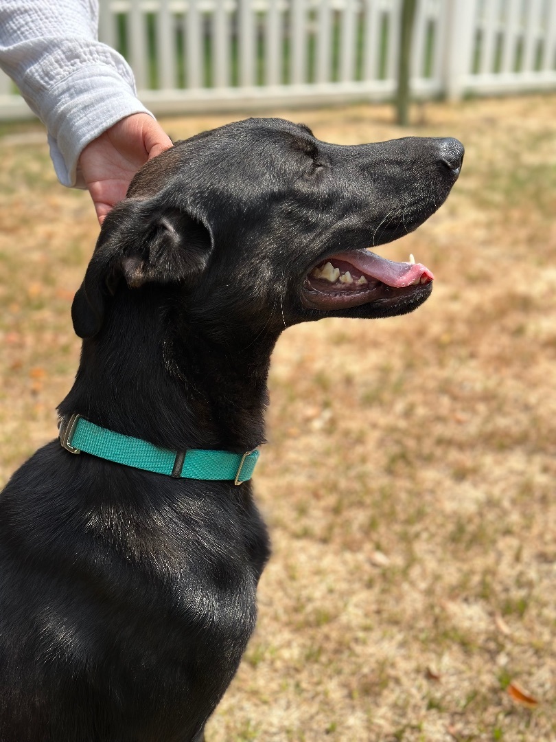 Enlarge Nugget, a Adopted mixed breed in South Lake Tahoe, CA image 3/10