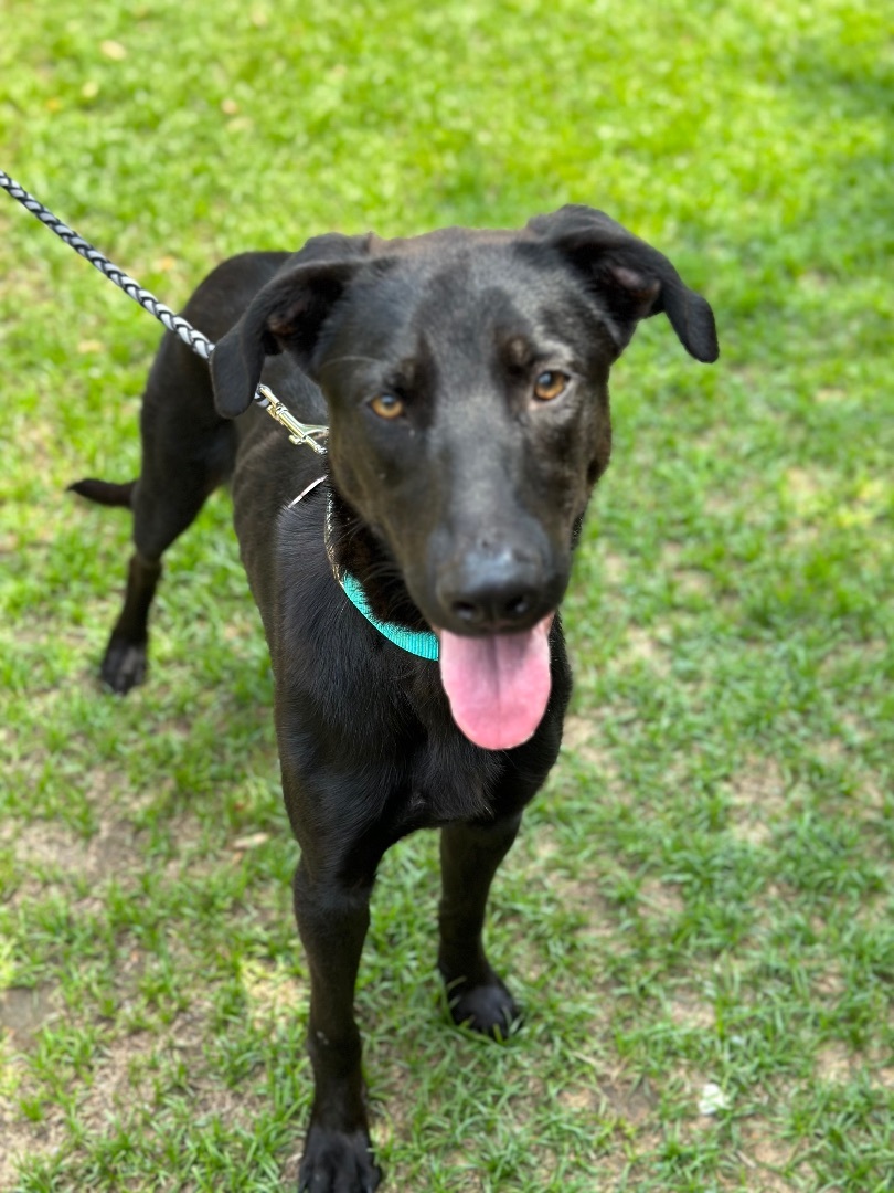 Enlarge Nugget, a Adopted mixed breed in South Lake Tahoe, CA image 4/10