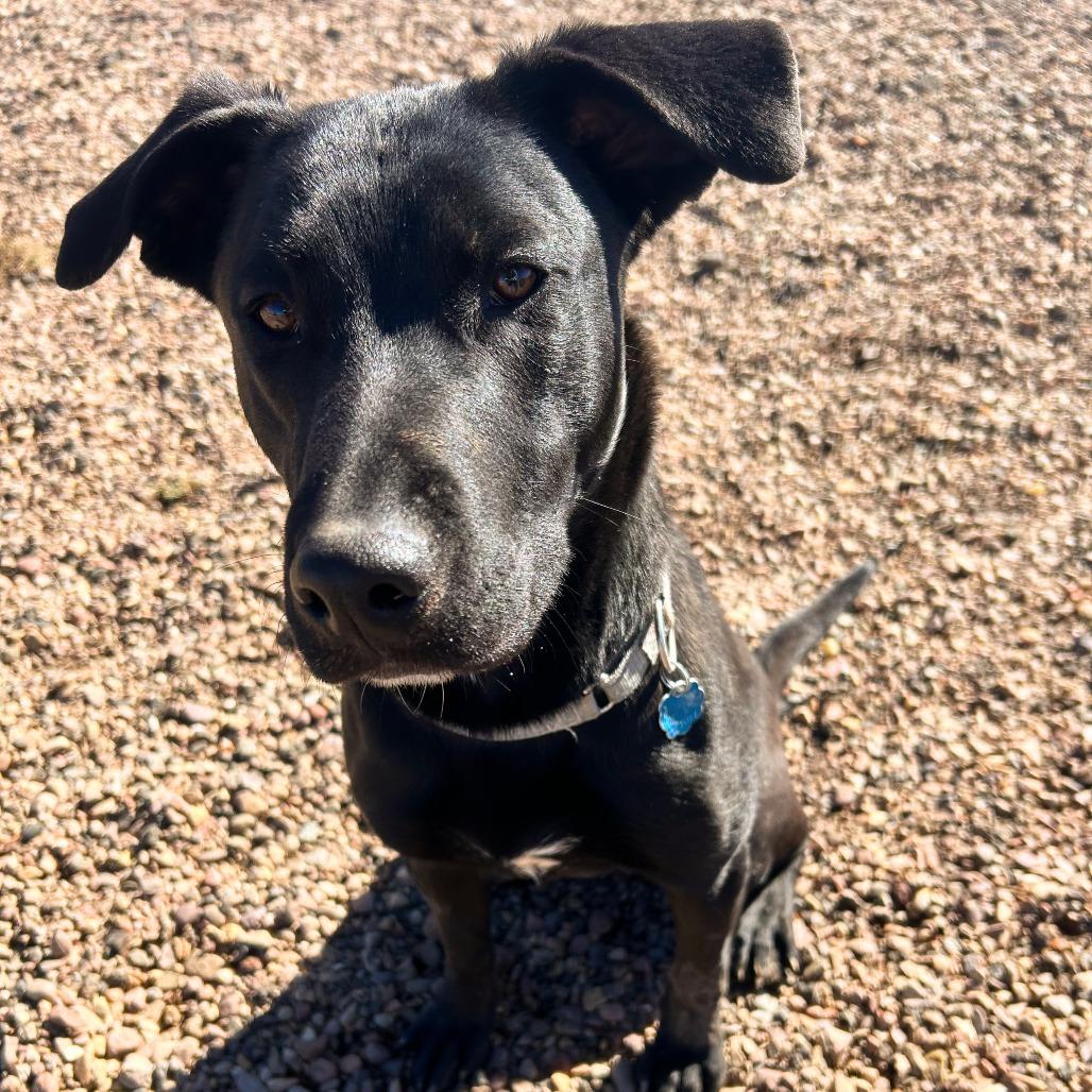 Rolo, Adoptable, Young Male Labrador Retriever & Mixed Breed.
