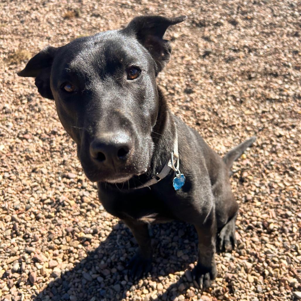 Enlarge Rolo, a Adoptable mixed breed in Show Low, AZ image 2/4