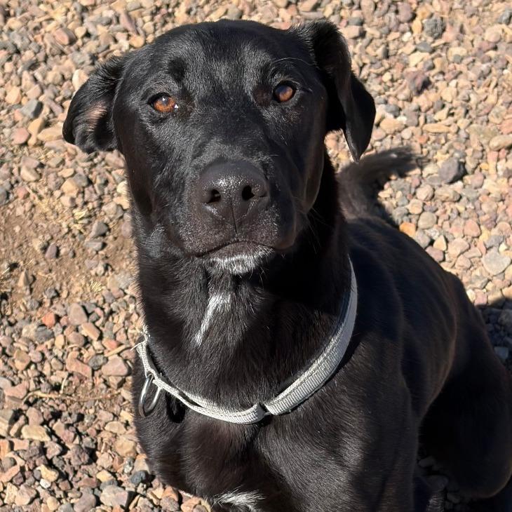 Enlarge Rolo, a Adoptable mixed breed in Show Low, AZ image 3/4