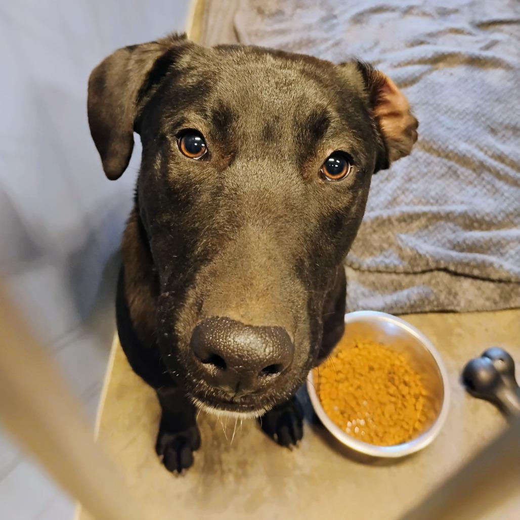 Enlarge Rolo, a Adoptable mixed breed in Show Low, AZ image 4/4