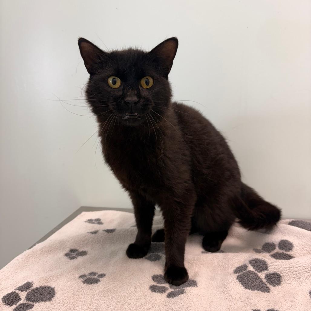Enlarge Friday, a Adoptable Domestic Short Hair in Saskatoon, SK image 1/1