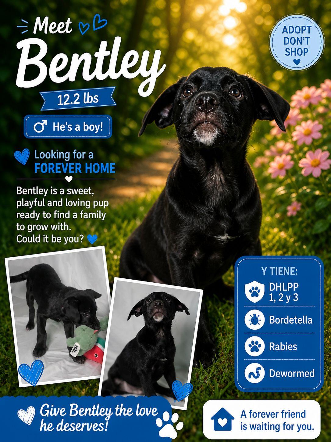 Bentley, Adoptable, Puppy Male Retriever.