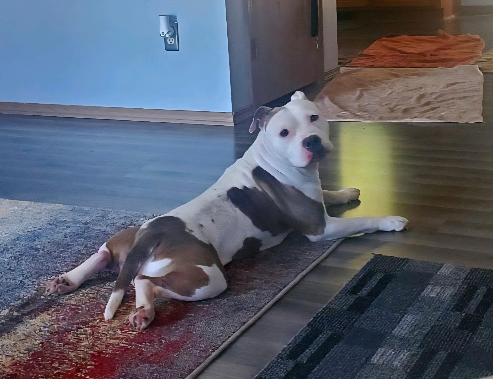 Ghost, a Adopted Pit Bull Terrier in merrillville, IN image 1/6