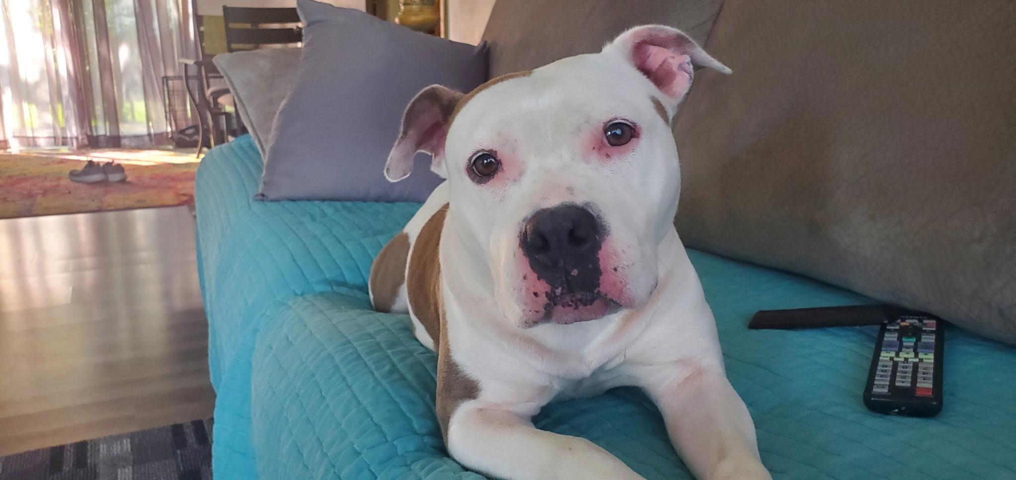 Ghost, a Adopted Pit Bull Terrier in merrillville, IN image 2/6
