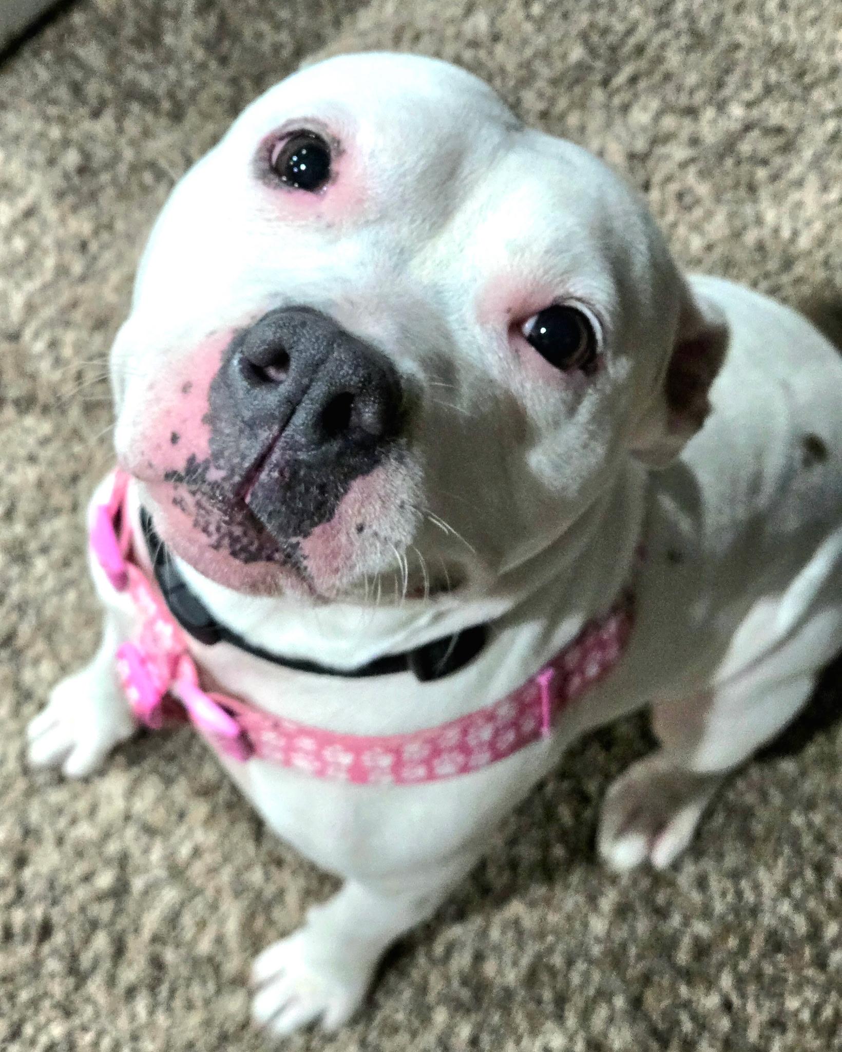 Ghost, a Adopted Pit Bull Terrier in merrillville, IN image 6/6