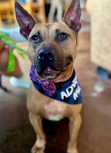 ROCCO, Adoptable, Adult Male Pit Bull Terrier.