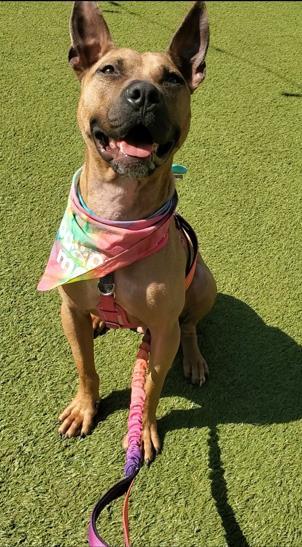 ROCCO, Adoptable, Adult Male Pit Bull Terrier.