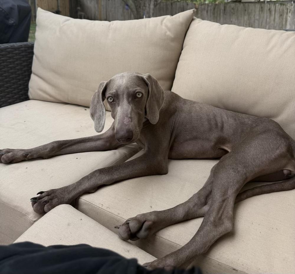 Ida, a Adopted Weimaraner in Dallas, TX image 1/5