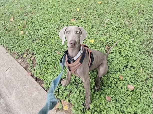 Ida, a Adopted Weimaraner in Dallas, TX image 2/5