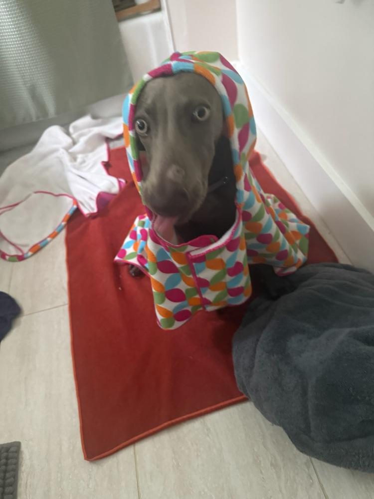 Ida, a Adopted Weimaraner in Dallas, TX image 3/5