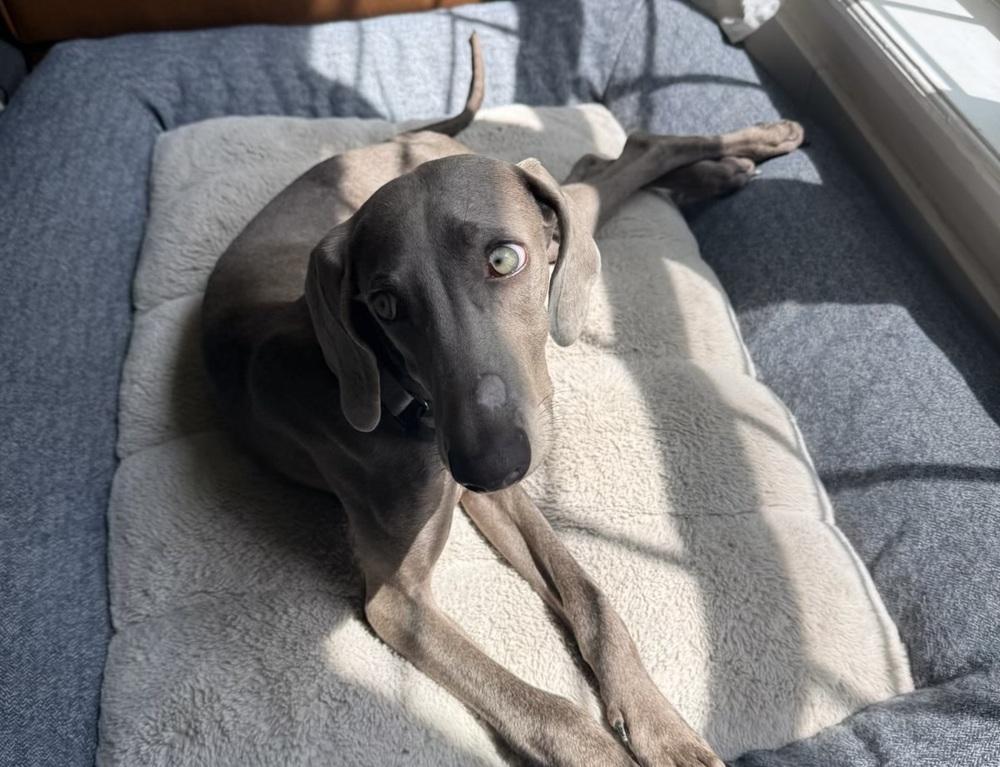 Ida, a Adopted Weimaraner in Dallas, TX image 4/5