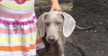 Ida, a Adopted Weimaraner in Dallas, TX image 5/5