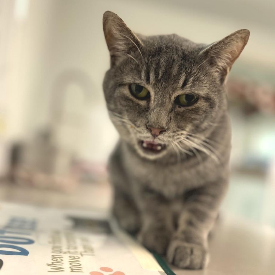 John Mayer, a Adoptable Domestic Short Hair in Brownsboro, AL image 1/6